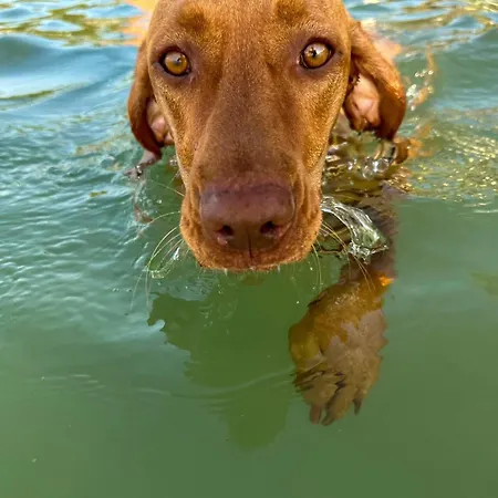 Mirabella Kemp Zamárdi